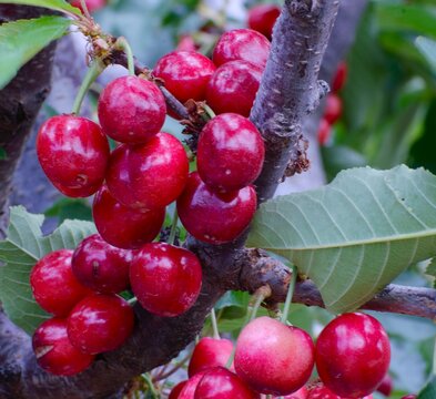 Racimo de cerezas en el &aacute;rbol. Valle del Jerte. C&aacute;ceres. Espa&ntilde;a.