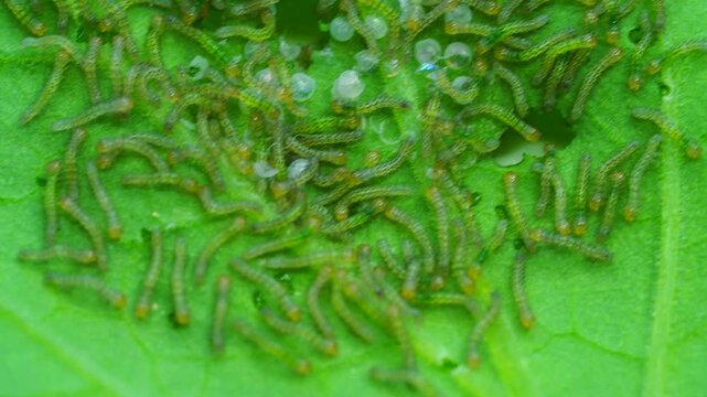Tomato looper moth eggs hatching on leaf macro close up