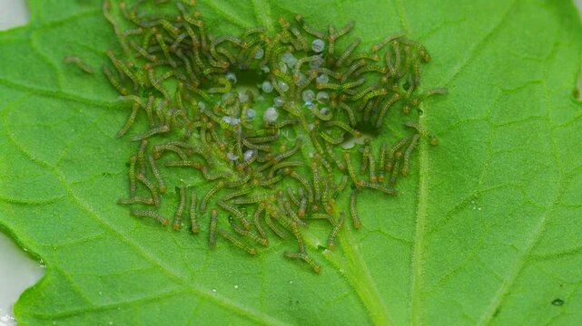 Tomato looper moth eggs hatching on leaf macro close up