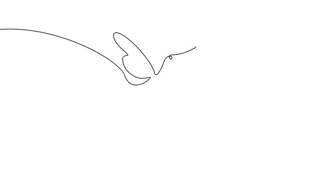 Continuous One Line Hummingbird Flying Bird Minimal Nature Animation