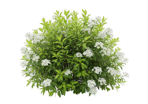 A lush, rounded green bush covered in clusters of small white flowers, isolated against a solid black background, for easy compositing