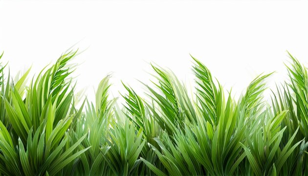 Bordure Drherbe Verte Stylisee Isolee Sur Fond Transparent N Element Decoratif Nature