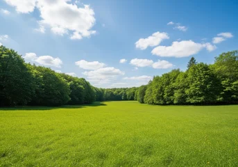 Lush green field with dense forest and blue sky © Ali
