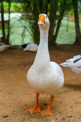 White goose stands on dirt path near water © oybekostanov