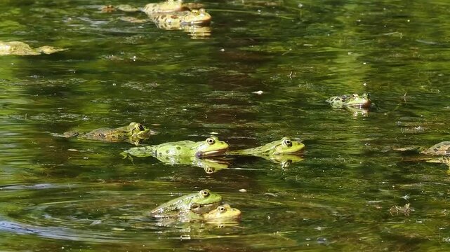 Common frog, Rana temporaria, reptiles croaking in the water, also known as the European common frog or European grass frog is a semi-aquatic amphibian of the family Ranidae 