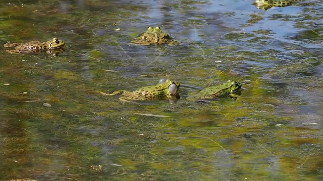 Common frog, Rana temporaria, reptiles croaking in the water, also known as the European common frog or European grass frog is a semi-aquatic amphibian of the family Ranidae 