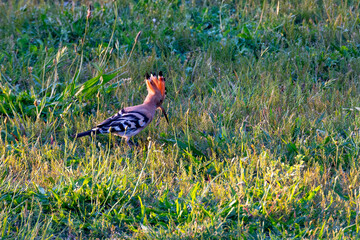 An Eurasian hoopoe (Upupa epops) foraging on the ground in the countryside near the town of Besalu, Spain. © Frank Goma