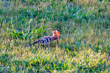 An Eurasian hoopoe (Upupa epops) foraging on the ground in the countryside near the town of Besalu, Spain. © Frank Goma