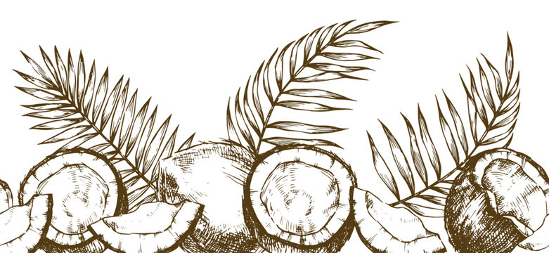 Seamless border of coconuts and palm leaves. Vector illustration in sketch style.