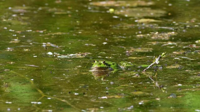 Common frog, Rana temporaria, reptiles croaking in the water, also known as the European common frog or European grass frog is a semi-aquatic amphibian of the family Ranidae 
