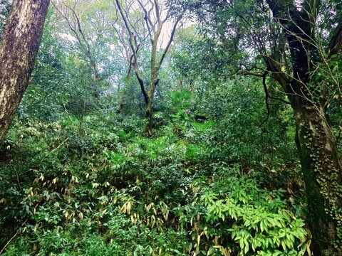 Dense Green Forest Undergrowth with Tropical Plants and Trees in Japan