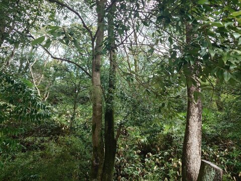 Tall Tree Trunks in Lush Green Japanese Forest with Dense Foliage