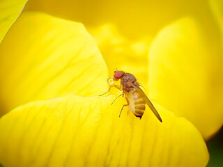 Makro, Taufliege, Winterling, Klimaanlage, Tautropfen, extrem © Thomas