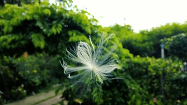 Delicate White Seed Pod Floating from Hand in Green Nature - Symbol of New Life