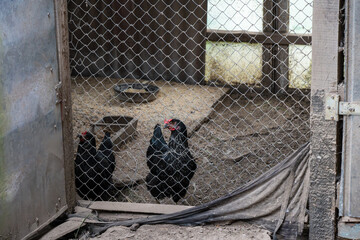 Several domestic black chickens with red combs are seen inside a rustic wooden coop behind a wire mesh fence. © Andrey