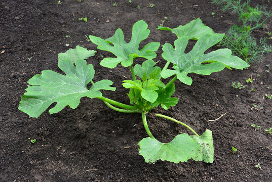 Young zucchini plant growing in dark soil in a garden high angle view