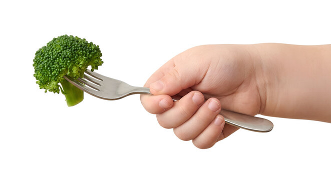Child's small hand gripping fork with a piece of steamed broccoli, representing healthy eating, vegetable introduction, and picky eating challenges