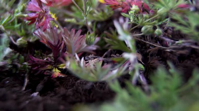 Slowly rotating macro of creeping cinquefoil (Potentilla) displaying red anthocyanin stress pigmentation in palmate leaves alongside blooming yellow flowers