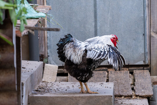 A striking black and white rooster vigorously flaps its wings while standing on concrete steps in a rustic, outdoor farmyard setting.