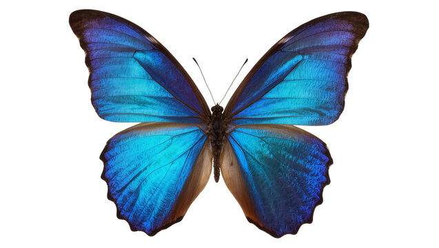 Vibrant blue morpho butterfly with iridescent wings, isolated on transparent background