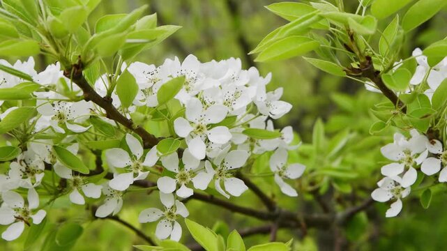 White prunus spinosa blossoms in fresh green spring foliage outdoor natural light