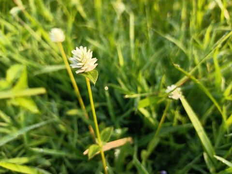 Fotografi Makro Bunga Semanggi Putih di Padang Rumput Hijau dengan Cahaya Matahari Alami