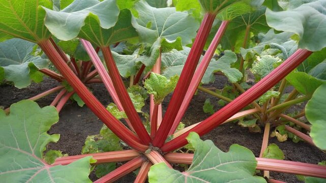 Close up of vibrant red rhubarb stalks growing in garden soil with green leaves