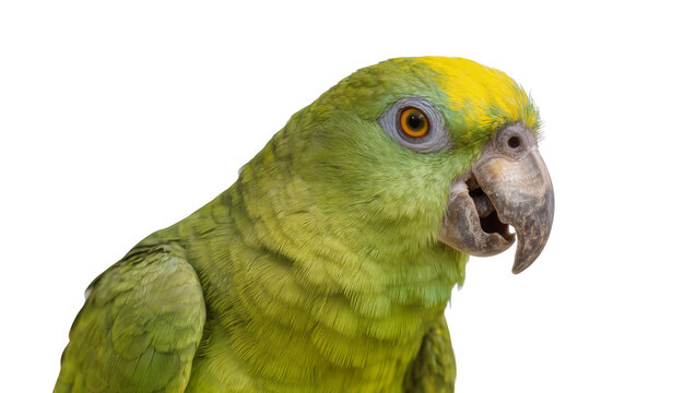 Green parrot with yellow head feathers, isolated on transparent background