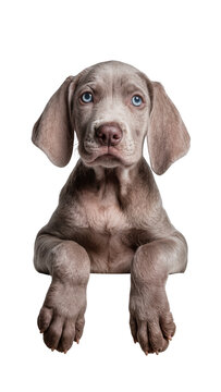 Weimaraner puppy with blue eyes paws hanging, isolated on transparent background
