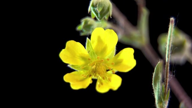 Bright Yellow Potentilla Flower Isolated On Pure Black Background. Demonstration Of Dicotyledon Flower Structure Petals And Stamens