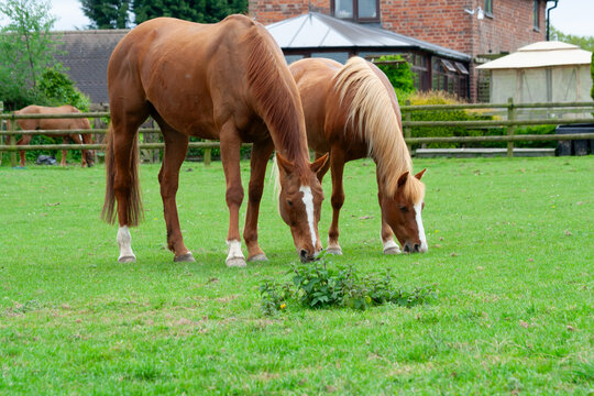 Look alike, two chestnut horses, one an elderly ex race horse the other a much younger pony with a flaxen mane and tail enjoy each others company as they graze together in their paddock