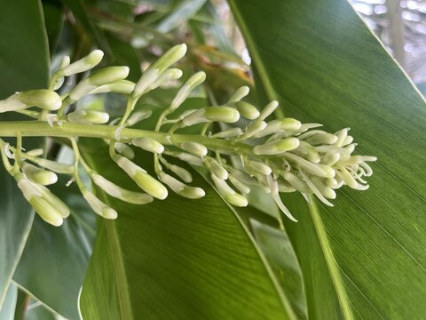 Macro of white Shell Ginger flower buds on stem with lush tropical leaf background