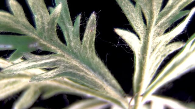 Extreme macro of Creeping Cinquefoil (Potentilla) abaxial leaf surface isolated on black, backlit to highlight dense epidermal trichomes and vascular veins, drought adaptation morphology