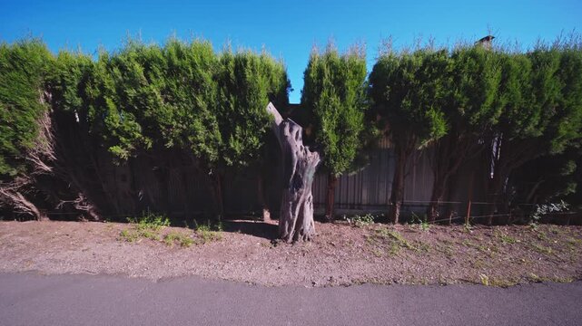 Sculptural Tree Trunk Against Green Hedge in Benidorm