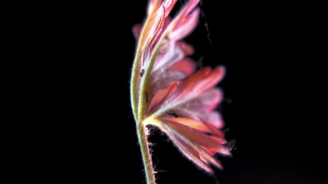 Potentilla sp: Abaxial Leaf Surface, Dense Trichomes Macro, Backlit, 4K.