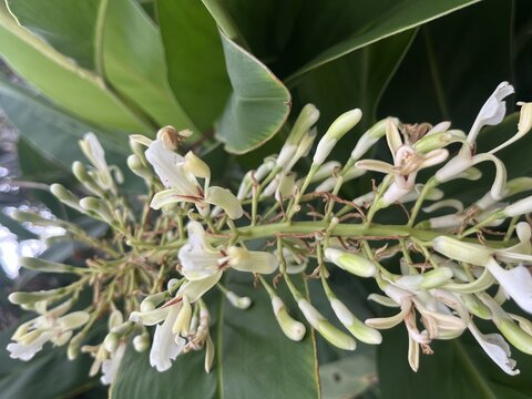 Exotic Shell Ginger flowers blooming with vibrant red and yellow centers on tropical green background