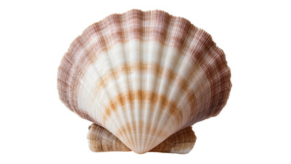 Natural scallop seashell with brown and white stripes, isolated on transparent background © Johnson