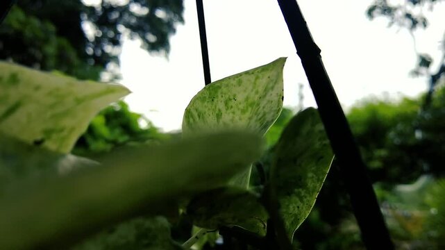 Peaceful Pothos Foliage in Gentle Rain - Serene Nature Backdrop
