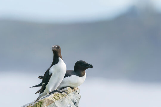 Razorbill (Alca torda)