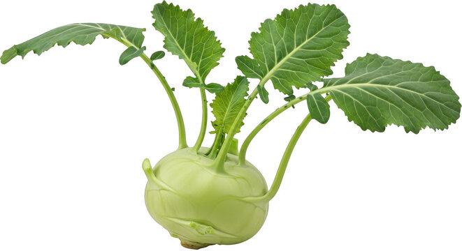 A single fresh kohlrabi vegetable with a round pale green bulb and long stems with serrated green leaves isolated on a black background