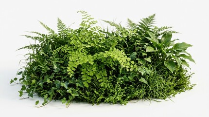 Obraz premium Lush green plant arrangement with ferns and ivy, vibrant indoor garden foliage on white background, organic botanical composition for interior design