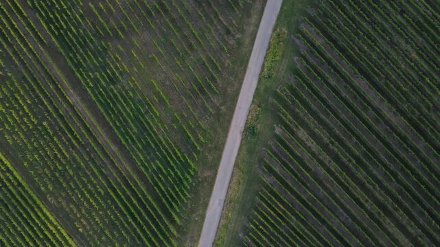 Aerial rotating view of a straight gravel road through vineyards in Dambach-La-Ville, France. The top down drone shot shows rows of grapevines and a road creating geometric patterns.