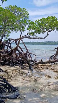 Intricate Mangrove Tree Roots on the Shoreline of Radhanagar Beach, Havelock Island, Andaman and Nicobar Islands, India