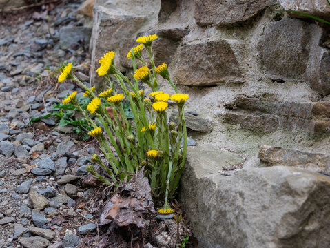 Cluster of bright yellow wildflowers (coltsfoot/fleabane &mdash; Tussilago/Erigeron) in full bloom growing defiantly beside a rough weathered stone wall on gravel and rocky ground. 