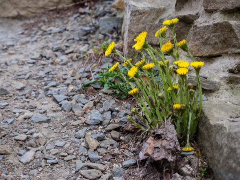 Cluster of bright yellow wildflowers (coltsfoot/fleabane &mdash; Tussilago/Erigeron) in full bloom growing defiantly beside a rough weathered stone wall on gravel and rocky ground. 