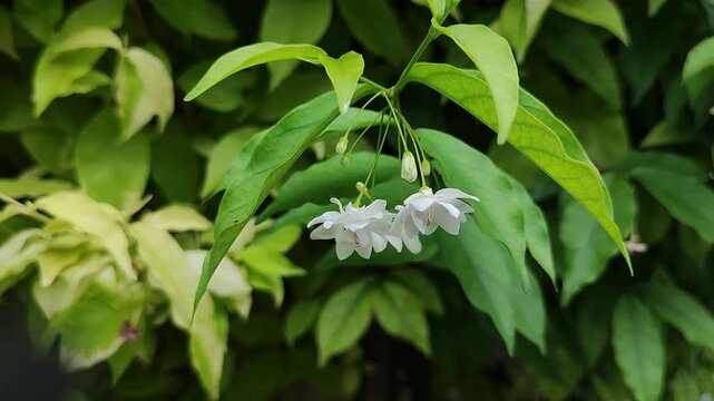 Close Up of Elegant Beautiful Wrightia Religiosa White Jasmine-like Flowers Swaying Gently Blooming on Green Leaves with Soft Bokeh for Nature Background