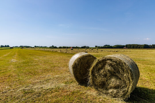 Fresh hay bales in a vast green field under a clear blue sky, traditional agriculture and harvest season in the rural Bavarian countryside, scenic summer landscape, Germany