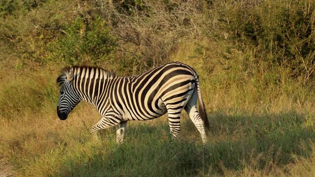  A zebra crossing the road next to a giraffe