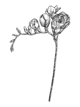 Freesia, a graphic pen and ink drawing on paper. Freesia flower. Wildflower garden and gardening concept. Floral zodiac symbol. Not AI generation.
