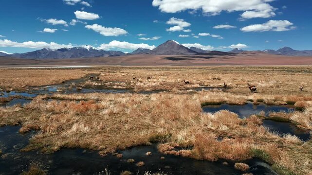 Low forward flight over winding water channels in golden altiplano bofedal with vicunas grazing and iconic volcanic cone dominating the horizon. Putana, Chile